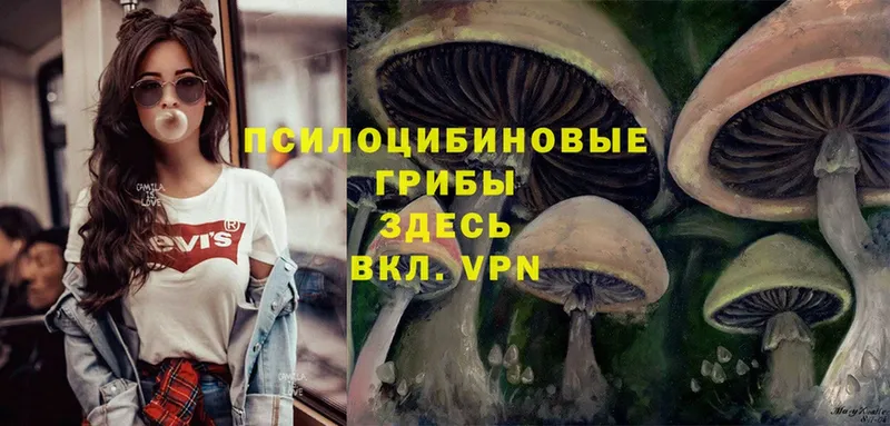 закладка  Белореченск  Псилоцибиновые грибы Magic Shrooms 